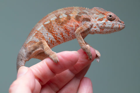 Holdbacks/Individuals: Ambilobe offspring from "Roborobo-ony" (AKA Flaming River) x "Mandiso-ranoray" (Miss Universe) - Hatched: July 2025 - Female #3