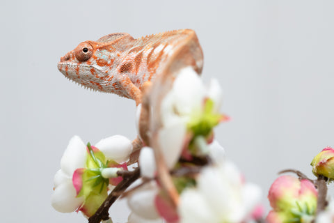 Holdbacks/Individuals: Ambilobe offspring from "Roborobo-ony" (AKA Flaming River) x "Mandiso-ranoray" (Miss Universe) - Hatched: July 2025 - Female #3