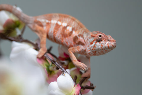 Holdbacks/Individuals: Ambilobe offspring from "Roborobo-ony" (AKA Flaming River) x "Mandiso-ranoray" (Miss Universe) - Hatched: July 2025 - Female #3