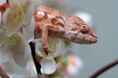 Holdbacks/Individuals: Ambilobe offspring from "Roborobo-ony" (AKA Flaming River) x "Mandiso-ranoray" (Miss Universe) - Hatched: July 2025 - Female #3