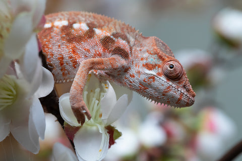 Holdbacks/Individuals: Ambilobe offspring from "Roborobo-ony" (AKA Flaming River) x "Mandiso-ranoray" (Miss Universe) - Hatched: July 2025 - Female #3