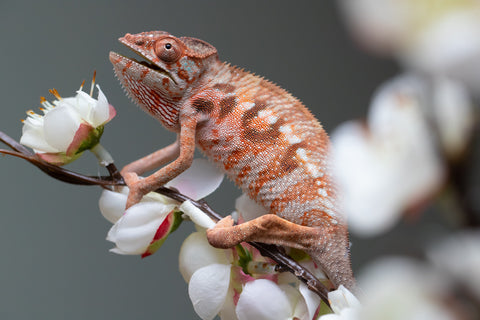 Holdbacks/Individuals: Ambilobe offspring from "Roborobo-ony" (AKA Flaming River) x "Mandiso-ranoray" (Miss Universe) - Hatched: July 2025 - Female #3