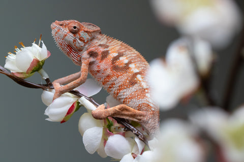 Holdbacks/Individuals: Ambilobe offspring from "Roborobo-ony" (AKA Flaming River) x "Mandiso-ranoray" (Miss Universe) - Hatched: July 2025 - Female #3