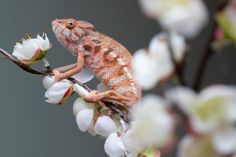 Holdbacks/Individuals: Ambilobe offspring from "Roborobo-ony" (AKA Flaming River) x "Mandiso-ranoray" (Miss Universe) - Hatched: July 2025 - Female #3