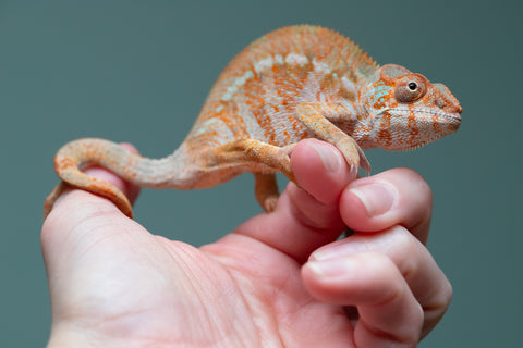 Holdbacks/Individuals: Ambilobe offspring from "Roborobo-ony" (AKA Flaming River) x "Mandiso-ranoray" (Miss Universe) - Hatched: July 2025 - Female #4