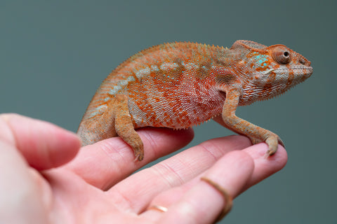 Holdbacks/Individuals: Ambilobe offspring from "Roborobo-ony" (AKA Flaming River) x "Mandiso-ranoray" (Miss Universe) - Hatched: July 2025 - Female #4