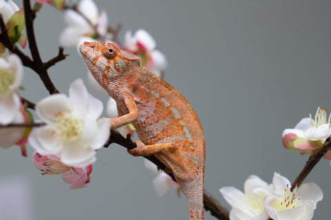 Holdbacks/Individuals: Ambilobe offspring from "Roborobo-ony" (AKA Flaming River) x "Mandiso-ranoray" (Miss Universe) - Hatched: July 2025 - Female #4