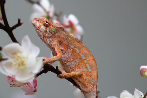 Holdbacks/Individuals: Ambilobe offspring from "Roborobo-ony" (AKA Flaming River) x "Mandiso-ranoray" (Miss Universe) - Hatched: July 2025 - Female #4