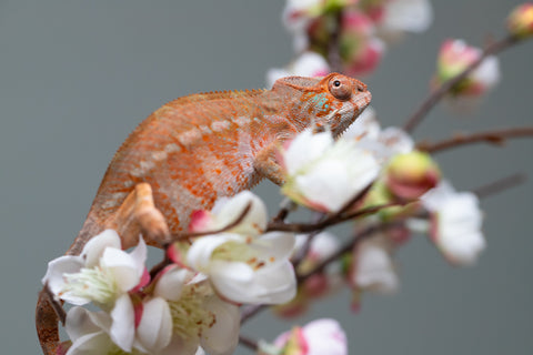 Holdbacks/Individuals: Ambilobe offspring from "Roborobo-ony" (AKA Flaming River) x "Mandiso-ranoray" (Miss Universe) - Hatched: July 2025 - Female #4