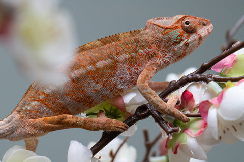 Holdbacks/Individuals: Ambilobe offspring from "Roborobo-ony" (AKA Flaming River) x "Mandiso-ranoray" (Miss Universe) - Hatched: July 2025 - Female #4