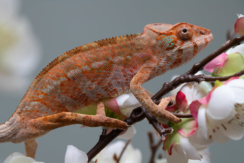 Holdbacks/Individuals: Ambilobe offspring from "Roborobo-ony" (AKA Flaming River) x "Mandiso-ranoray" (Miss Universe) - Hatched: July 2025 - Female #4