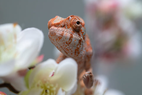 Holdbacks/Individuals: Ambilobe offspring from "Roborobo-ony" (AKA Flaming River) x "Mandiso-ranoray" (Miss Universe) - Hatched: July 2025 - Female #4