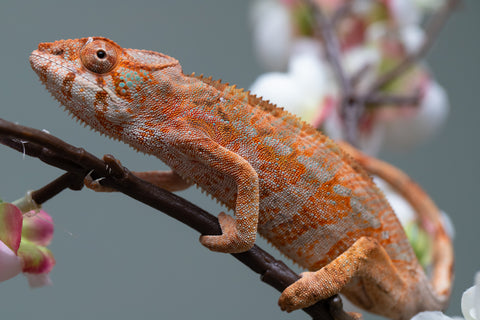 Holdbacks/Individuals: Ambilobe offspring from "Roborobo-ony" (AKA Flaming River) x "Mandiso-ranoray" (Miss Universe) - Hatched: July 2025 - Female #4