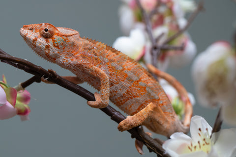 Holdbacks/Individuals: Ambilobe offspring from "Roborobo-ony" (AKA Flaming River) x "Mandiso-ranoray" (Miss Universe) - Hatched: July 2025 - Female #4