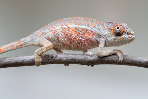 Holdbacks/Individuals: Ambilobe offspring from "Roborobo-ony" (AKA Flaming River) x "Mandiso-ranoray" (Miss Universe) - Hatched: July 2025 - Male #1