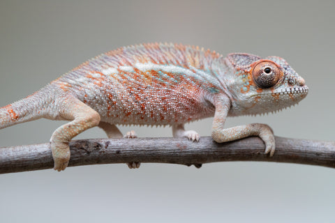 Holdbacks/Individuals: Ambilobe offspring from "Roborobo-ony" (AKA Flaming River) x "Mandiso-ranoray" (Miss Universe) - Hatched: July 2025 - Male #1