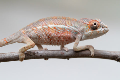 Holdbacks/Individuals: Ambilobe offspring from "Roborobo-ony" (AKA Flaming River) x "Mandiso-ranoray" (Miss Universe) - Hatched: July 2025 - Male #1