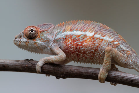 Holdbacks/Individuals: Ambilobe offspring from "Roborobo-ony" (AKA Flaming River) x "Mandiso-ranoray" (Miss Universe) - Hatched: July 2025 - Male #1