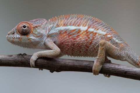 Holdbacks/Individuals: Ambilobe offspring from "Roborobo-ony" (AKA Flaming River) x "Mandiso-ranoray" (Miss Universe) - Hatched: July 2025 - Male #1