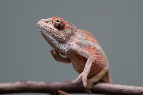 Holdbacks/Individuals: Ambilobe offspring from "Roborobo-ony" (AKA Flaming River) x "Mandiso-ranoray" (Miss Universe) - Hatched: July 2025 - Male #1