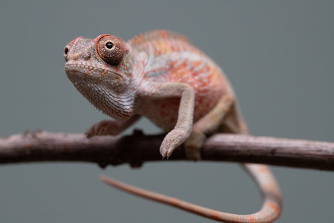 Holdbacks/Individuals: Ambilobe offspring from "Roborobo-ony" (AKA Flaming River) x "Mandiso-ranoray" (Miss Universe) - Hatched: July 2025 - Male #1