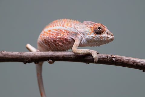 Holdbacks/Individuals: Ambilobe offspring from "Roborobo-ony" (AKA Flaming River) x "Mandiso-ranoray" (Miss Universe) - Hatched: July 2025 - Male #1