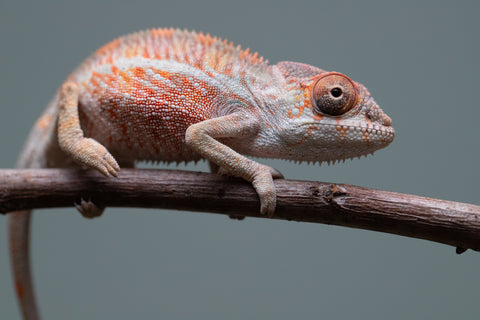 Holdbacks/Individuals: Ambilobe offspring from "Roborobo-ony" (AKA Flaming River) x "Mandiso-ranoray" (Miss Universe) - Hatched: July 2025 - Male #1