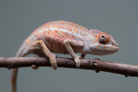 Holdbacks/Individuals: Ambilobe offspring from "Roborobo-ony" (AKA Flaming River) x "Mandiso-ranoray" (Miss Universe) - Hatched: July 2025 - Male #1