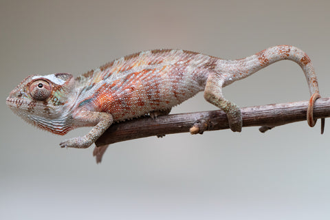 Holdbacks/Individuals: Ambilobe offspring from "Roborobo-ony" (AKA Flaming River) x "Mandiso-ranoray" (Miss Universe) - Hatched: July 2025 - Male #2