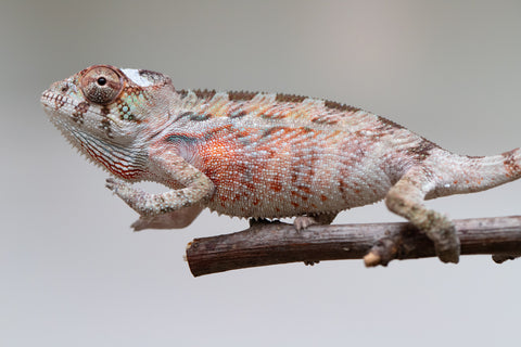 Holdbacks/Individuals: Ambilobe offspring from "Roborobo-ony" (AKA Flaming River) x "Mandiso-ranoray" (Miss Universe) - Hatched: July 2025 - Male #2