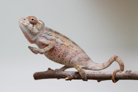 Holdbacks/Individuals: Ambilobe offspring from "Roborobo-ony" (AKA Flaming River) x "Mandiso-ranoray" (Miss Universe) - Hatched: July 2025 - Male #2