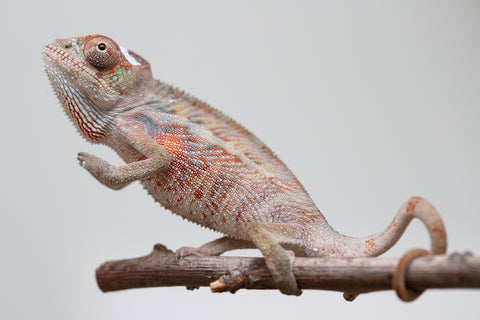 Holdbacks/Individuals: Ambilobe offspring from "Roborobo-ony" (AKA Flaming River) x "Mandiso-ranoray" (Miss Universe) - Hatched: July 2025 - Male #2