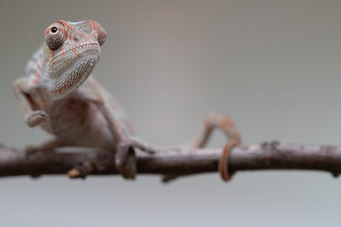Holdbacks/Individuals: Ambilobe offspring from "Roborobo-ony" (AKA Flaming River) x "Mandiso-ranoray" (Miss Universe) - Hatched: July 2025 - Male #2