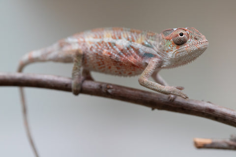 Holdbacks/Individuals: Ambilobe offspring from "Roborobo-ony" (AKA Flaming River) x "Mandiso-ranoray" (Miss Universe) - Hatched: July 2025 - Male #2
