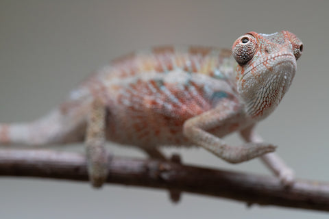 Holdbacks/Individuals: Ambilobe offspring from "Roborobo-ony" (AKA Flaming River) x "Mandiso-ranoray" (Miss Universe) - Hatched: July 2025 - Male #2