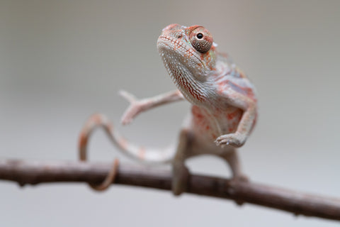 Holdbacks/Individuals: Ambilobe offspring from "Roborobo-ony" (AKA Flaming River) x "Mandiso-ranoray" (Miss Universe) - Hatched: July 2025 - Male #2