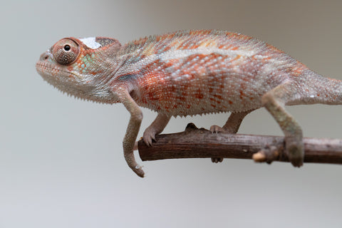 Holdbacks/Individuals: Ambilobe offspring from "Roborobo-ony" (AKA Flaming River) x "Mandiso-ranoray" (Miss Universe) - Hatched: July 2025 - Male #2