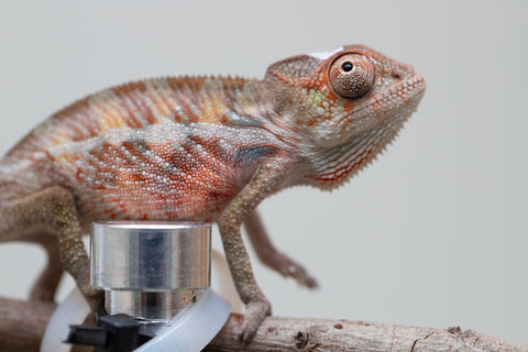 Holdbacks/Individuals: Ambilobe offspring from "Roborobo-ony" (AKA Flaming River) x "Mandiso-ranoray" (Miss Universe) - Hatched: July 2025 - Male #2