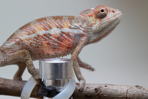 Holdbacks/Individuals: Ambilobe offspring from "Roborobo-ony" (AKA Flaming River) x "Mandiso-ranoray" (Miss Universe) - Hatched: July 2025 - Male #2