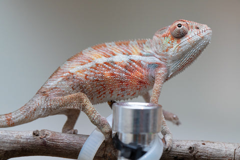 Holdbacks/Individuals: Ambilobe offspring from "Roborobo-ony" (AKA Flaming River) x "Mandiso-ranoray" (Miss Universe) - Hatched: July 2025 - Male #2