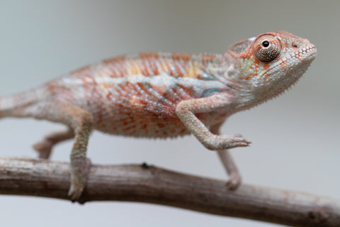 Holdbacks/Individuals: Ambilobe offspring from "Roborobo-ony" (AKA Flaming River) x "Mandiso-ranoray" (Miss Universe) - Hatched: July 2025 - Male #2