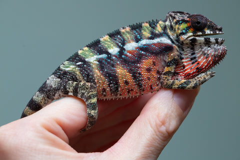 Holdbacks/Individuals: Ambilobe offspring from "Roborobo-ony" (AKA Flaming River) x "Mandiso-ranoray" (Miss Universe) - Hatched: July 2025 - Male #3