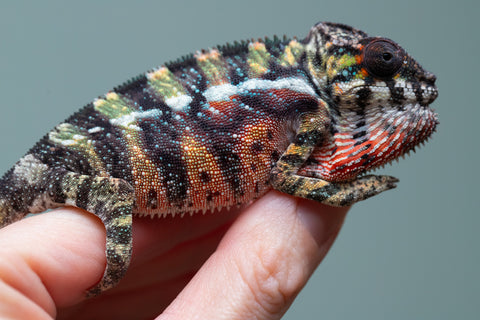 Holdbacks/Individuals: Ambilobe offspring from "Roborobo-ony" (AKA Flaming River) x "Mandiso-ranoray" (Miss Universe) - Hatched: July 2025 - Male #3