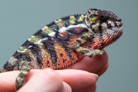 Holdbacks/Individuals: Ambilobe offspring from "Roborobo-ony" (AKA Flaming River) x "Mandiso-ranoray" (Miss Universe) - Hatched: July 2025 - Male #3