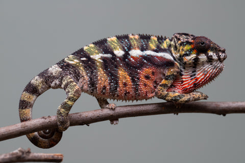 Holdbacks/Individuals: Ambilobe offspring from "Roborobo-ony" (AKA Flaming River) x "Mandiso-ranoray" (Miss Universe) - Hatched: July 2025 - Male #3