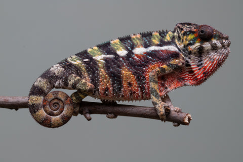 Holdbacks/Individuals: Ambilobe offspring from "Roborobo-ony" (AKA Flaming River) x "Mandiso-ranoray" (Miss Universe) - Hatched: July 2025 - Male #3