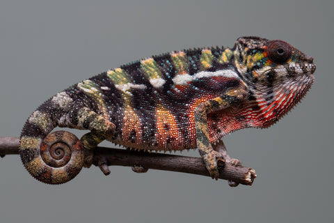 Holdbacks/Individuals: Ambilobe offspring from "Roborobo-ony" (AKA Flaming River) x "Mandiso-ranoray" (Miss Universe) - Hatched: July 2025 - Male #3