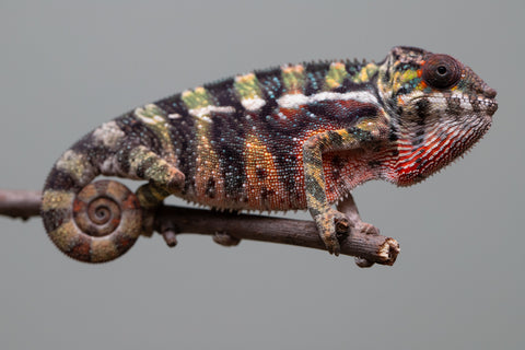 Holdbacks/Individuals: Ambilobe offspring from "Roborobo-ony" (AKA Flaming River) x "Mandiso-ranoray" (Miss Universe) - Hatched: July 2025 - Male #3