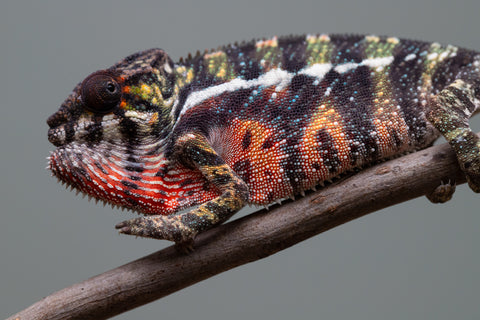 Holdbacks/Individuals: Ambilobe offspring from "Roborobo-ony" (AKA Flaming River) x "Mandiso-ranoray" (Miss Universe) - Hatched: July 2025 - Male #3