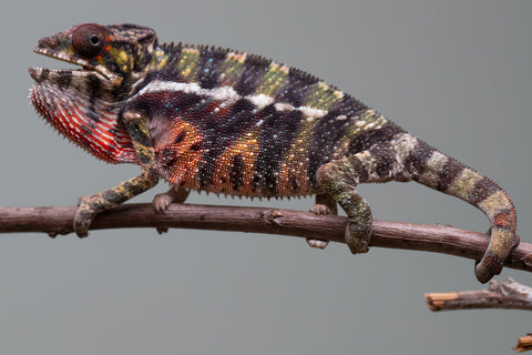 Holdbacks/Individuals: Ambilobe offspring from "Roborobo-ony" (AKA Flaming River) x "Mandiso-ranoray" (Miss Universe) - Hatched: July 2025 - Male #3